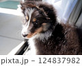 窓の外を見つめるシェルティ子犬 124837982