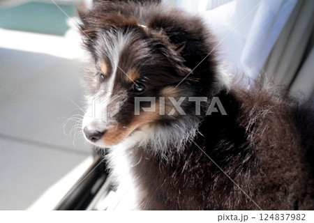 窓の外を見つめるシェルティ子犬 窓の外を見つめるシェルティ子犬 124837982