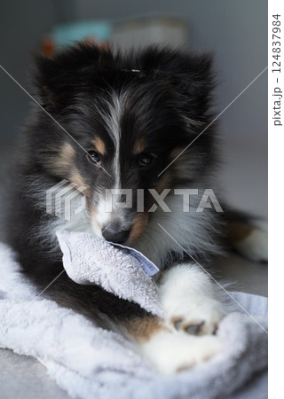 お気に入りのタオルを噛むシェルティ子犬 お気に入りのタオルを噛むシェルティ子犬 124837984