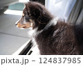 窓の外を見つめるシェルティ子犬の横顔 124837985