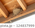 軒下に作られたツバメの巣の写真 124837999