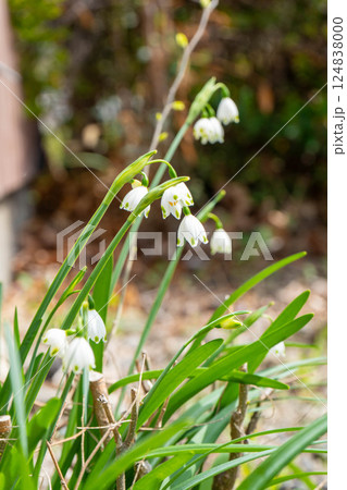 スズランスイセンの写真 124838000