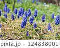 ムスカリの写真 124838001