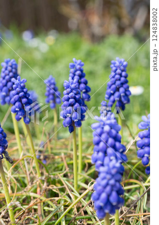ムスカリの写真 ムスカリの写真 124838002