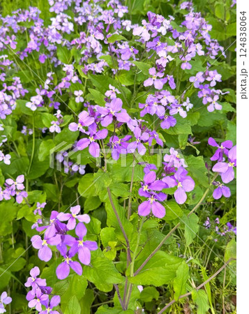 ハナダイコン ハナダイコン 124838064