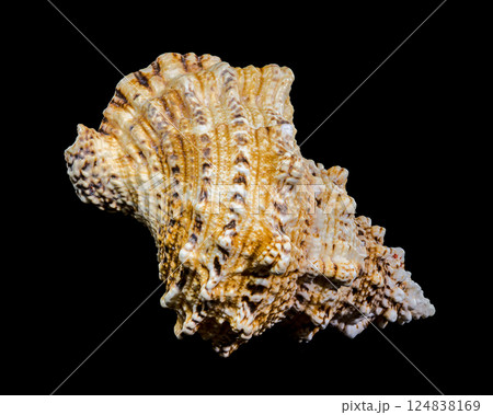 Giant Frog Snail Shell Isolated: Detailed Texture on Black Background Giant Frog Snail Shell Isolated: Detailed Texture on Black Background 124838169