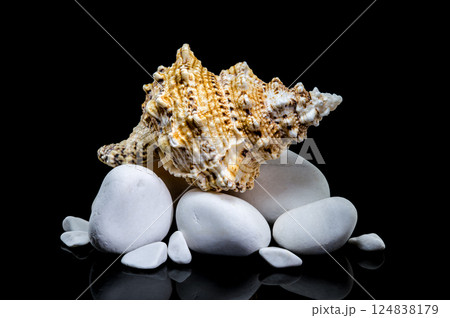 Giant Frog Snail Shell on White Stones: Black Reflection Giant Frog Snail Shell on White Stones: Black Reflection 124838179