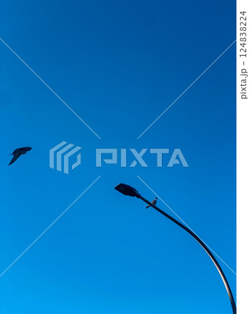 Pidgeon sitting on a traffic light resting. Pidgeon sitting on a traffic light resting. 124838224