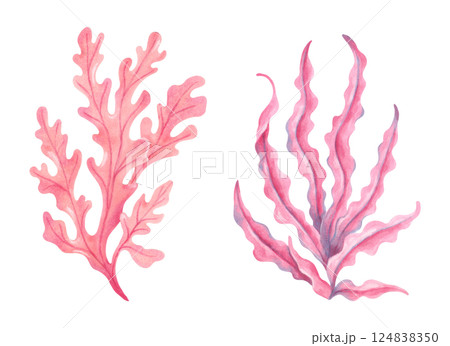 Pink underwater seaweed branch. Watercolor illustration. Ocean botanical seaweed clipart. Hand drawn isolated art. Natural form of marine flora. Suitable for tourism themes, children's design. Pink underwater seaweed branch. Watercolor illustration. Ocean botanical seaweed clipart. Hand drawn isolated art. Natural form of marine flora. Suitable for tourism themes, children's design. 124838350