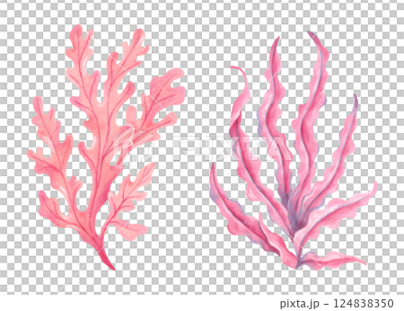 Pink underwater seaweed branch. Watercolor illustration. Ocean botanical seaweed clipart. Hand drawn isolated art. Natural form of marine flora. Suitable for tourism themes, children's design. Pink underwater seaweed branch. Watercolor illustration. Ocean botanical seaweed clipart. Hand drawn isolated art. Natural form of marine flora. Suitable for tourism themes, children's design. 124838350
