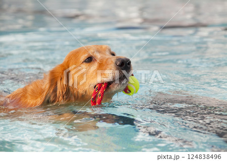 プールで泳ぐチワワ プールで泳ぐチワワ 124838496