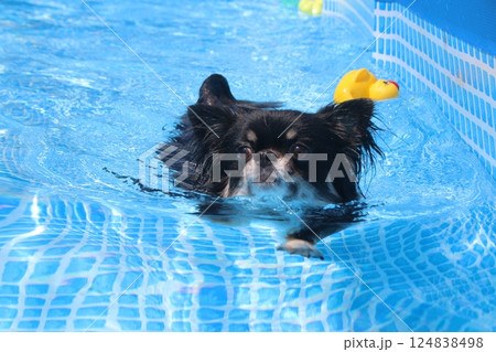 プールで泳ぐチワワ 124838498