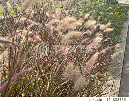イネ科 稲科 四季咲き 124838586