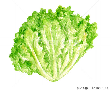 フリルレタスの手描き水彩イラスト フリルレタスの手描き水彩イラスト 124839053