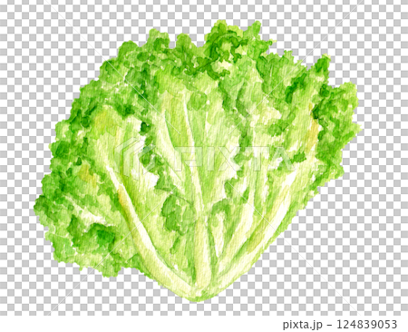 フリルレタスの手描き水彩イラスト フリルレタスの手描き水彩イラスト 124839053