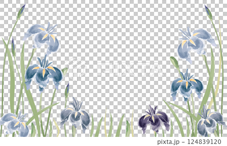 水彩で描いた菖蒲の花のイラスト 124839120