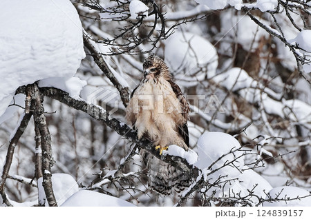 クマタカ クマタカ 124839157