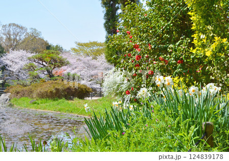 色とりどりの花が咲き誇る春の水辺の風景（大阪・鶴見緑地公園） 124839178