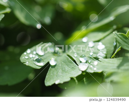 春の雨上がり、葉っぱの上の水玉（20250404114304） 124839490