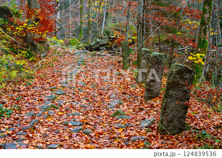 The historic Stolpich road in the Jizera Mountains showcases vibrant autumn foliage, with leaves creating a colorful carpet on the path amidst stone markers and dense woods. The historic Stolpich road in the Jizera Mountains showcases vibrant autumn foliage, with leaves creating a colorful carpet on the path amidst stone markers and dense woods. 124839536