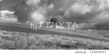 A solitary tree stands on a grassy hill in the Ore Mountains, Czech Republic. Dark clouds loom overhead, creating a dramatic contrast in this serene and remote landscape. 124839557