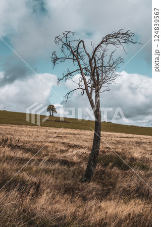 A solitary, leafless tree stands in an expansive field in the Ore Mountains of the Czech Republic. Dark clouds drift above, casting shadows on the rolling landscape. A solitary, leafless tree stands in an expansive field in the Ore Mountains of the Czech Republic. Dark clouds drift above, casting shadows on the rolling landscape. 124839567