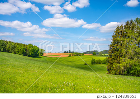 Rolling hills covered in vibrant green grass contrast beautifully with the bright blue sky dotted with fluffy white clouds. A peaceful rural view showcases nature's tranquility and beauty. 124839653