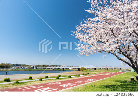 多摩川と桜の木 奥に京王線の鉄道橋 春の青空 東京都調布市 多摩川と桜の木 奥に京王線の鉄道橋 春の青空 東京都調布市 124839666