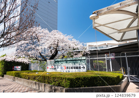 京王閣競輪場 オフト京王閣の看板と桜の花 春の青空 東京都調布市多摩川4丁目 京王閣競輪場 オフト京王閣の看板と桜の花 春の青空 東京都調布市多摩川4丁目 124839679