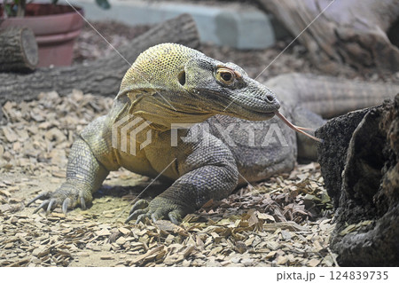 コモドオオトカゲ 124839735