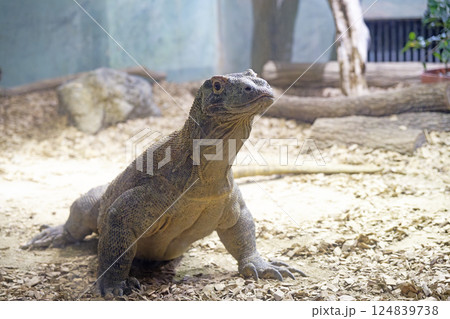 コモドオオトカゲ コモドオオトカゲ 124839738