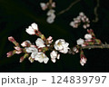 夜桜3 124839797