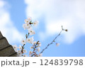 桜の花1 124839798