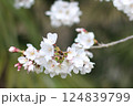 桜の花2 124839799