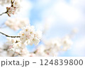 桜の花3 124839800