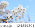 桜の花4 124839801