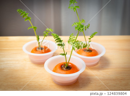 人参のリボベジ　再生野菜の栽培　ニンジンの葉　リボベジで節約 124839804