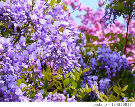 藤の花 124839817