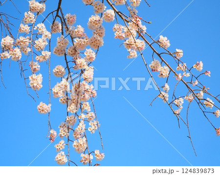 青空に咲いている桜 青空に咲いている桜 124839873