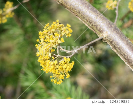 Yellow flowering cornellian cherry, lat. Cornus mass in early spring. 124839885