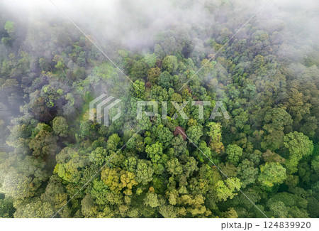 Tropical forests can absorb large amounts of carbon dioxide from the atmosphere. 124839920