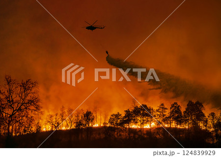 Fire fighting helicopter carry water bucket to extinguish the forest fire. 124839929