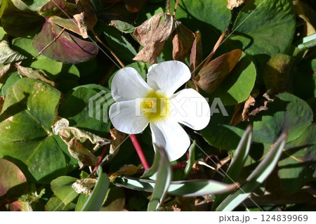 フヨウカタバミの花・芙蓉酢漿草・南アフリカ原産・ケープオキザリス フヨウカタバミの花・芙蓉酢漿草・南アフリカ原産・ケープオキザリス 124839969