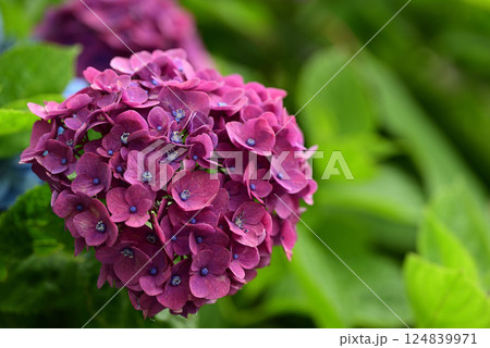 咲き誇る紫陽花のアップ 124839971
