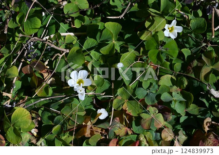 フヨウカタバミの花・芙蓉酢漿草・南アフリカ原産・ケープオキザリス 124839973