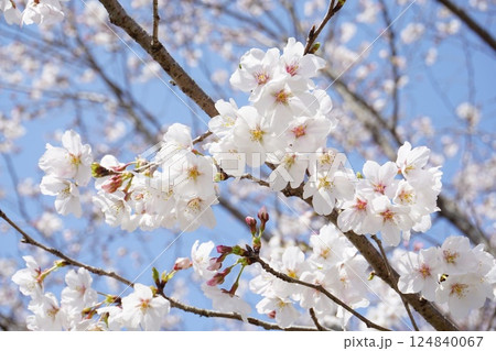 桜の花 124840067
