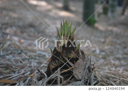 土からの竹の子 124840194