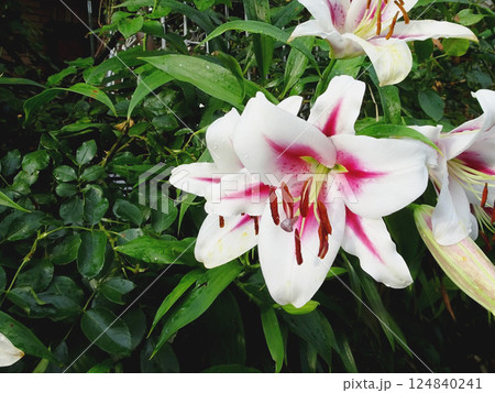 雨に濡れた白地にピンクのユリの花／ニンフ？・7月 124840241