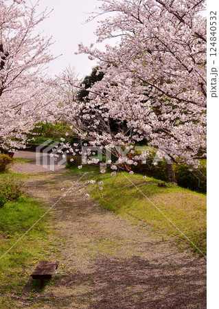 桜　さくら　木漏れ日　公園のベンチ　憩いの場 124840532