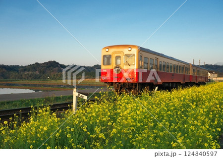 朝日に輝く菜の花畑と小湊鐡道 朝日に輝く菜の花畑と小湊鐡道 124840597